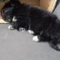 واگذاری شیتزو