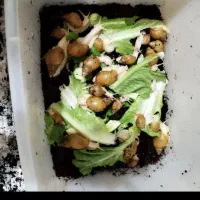 حلزون بزرگ وکوچیک|خزنده|کرمانشاه, |دیوار