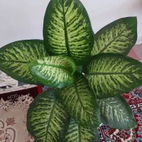 گل‌طبیعی