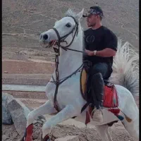 اسب عرب نریان ۵ساله