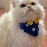 گربه گمشده پرشین