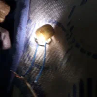 عقیق یشم دُرو...|کلکسیون اشیاء عتیقه|شیراز, بازار|دیوار