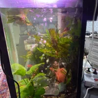 اکواریوم|ماهی|تهران, امام زاده عبدالله|دیوار