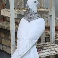 طوقی|پرنده|تهران, آسمان|دیوار