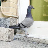 جوجه پلاکی مسافتی نر
