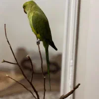 گمشده