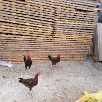 فروش ۵مرغ تخم گذار و۴خروس