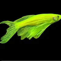 ماهی ، ماهی زبرا و چند ماهی دیگر