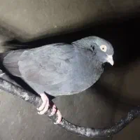 کفتر زاغ|پرنده|رودان, |دیوار