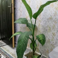 گل خانگی زیبا