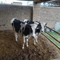 دام|حیوانات مزرعه|زبرخان, |دیوار