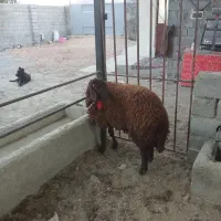 بره قوچ