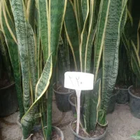 سانسوریا لب طلایی قد بلند خیلی پر