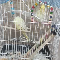 فروشی دو تا عروس هلندی نر و ماده دستی 7ماهه