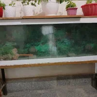 ماهی آکواریوم