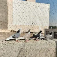 کفتر تهرانی پرشی(پنجاه عدد یکجا)|پرنده|قرچک, مهدیه|دیوار