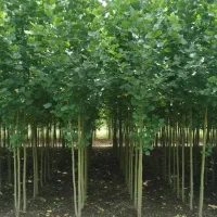 نهالستان فروش نهال های صنوبر بادام و گردو|خدمات باغبانی و درختکاری|پیرانشهر, |دیوار