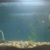 باسلام ماهی گوپی همه نژاد|ماهی|خرم‌آباد, |دیوار