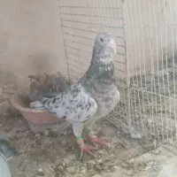 کفتر