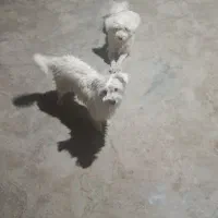 سگ شیتزو نرو ماده|سگ|بروجرد, |دیوار