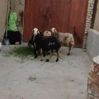 فروش چهارراس میش یک راس نربز|حیوانات مزرعه|زند, |دیوار