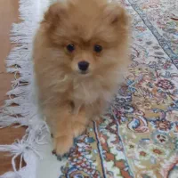 سگ پامرین روباهی ۱۸ میلیون|سگ|شاهینشهر, عطار|دیوار