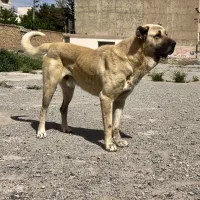 فروش سگ سرابی اصیل و درشت