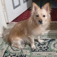 سگ دورگ پامراشپیتس