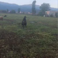 یک عدد بره قوچ