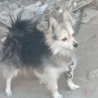 سگ پاکوتا
