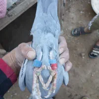 کبوتر مسافتی پلاکی|پرنده|حمیدیا, |دیوار