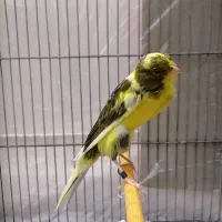 قناری ماده رسمی بلند