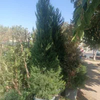 فروش انواع گل و گیاه باغچه ای و آپارتمانی|گل و گیاه طبیعی|کرج, کرج نو|دیوار