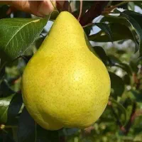 نهالستان سبز پیشرو در تولید نهالهای پیوندی|خدمات باغبانی و درختکاری|مرودشت, بهارستان|دیوار