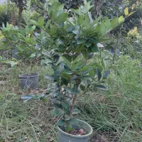 یاس هلندی سطل۳