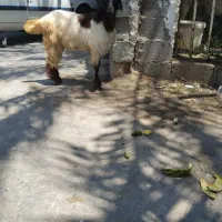کهره نر فروشی