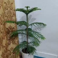 درخت کاج طبیعی