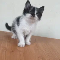 واگذاری فوری گربه