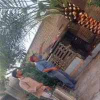 لقاح نخل گردفشانی نخل هرس سمپاشی بریدن نخل ودرخت