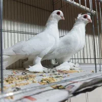 یک جفت قرمز گوز و تعدادی آغ پارپارلی|پرنده|تبریز, |دیوار