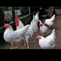 جوجه مرغ و مرغ معاوضه داشتید درخدمتم