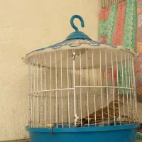 سهره خاکی نر|پرنده|تبریز, |دیوار