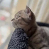 گربه نر برتیش اسکاتیش