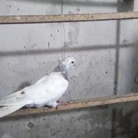 سه طوق کبوتر پرشی سلام