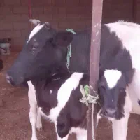 گاو همرا گوساله اش