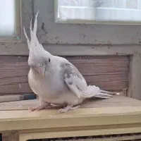 عروس هلندی به نرخ کارخانه