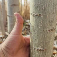 صنوبر سه ساله نگرا ترک