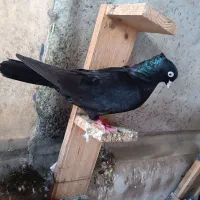 زاغ آبادانی