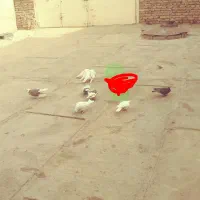 چند عدد کبوتر پرشتی|پرنده|ویسیان, |دیوار