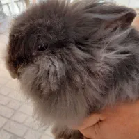 خرگوش لپ خاکستری